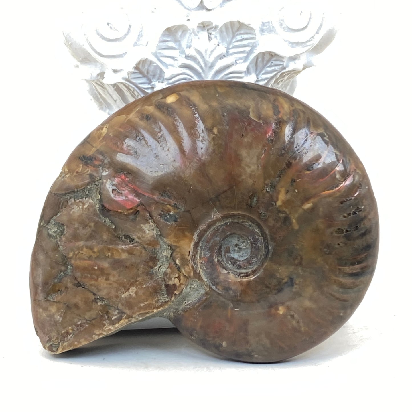 Ammonite Specimen #1
