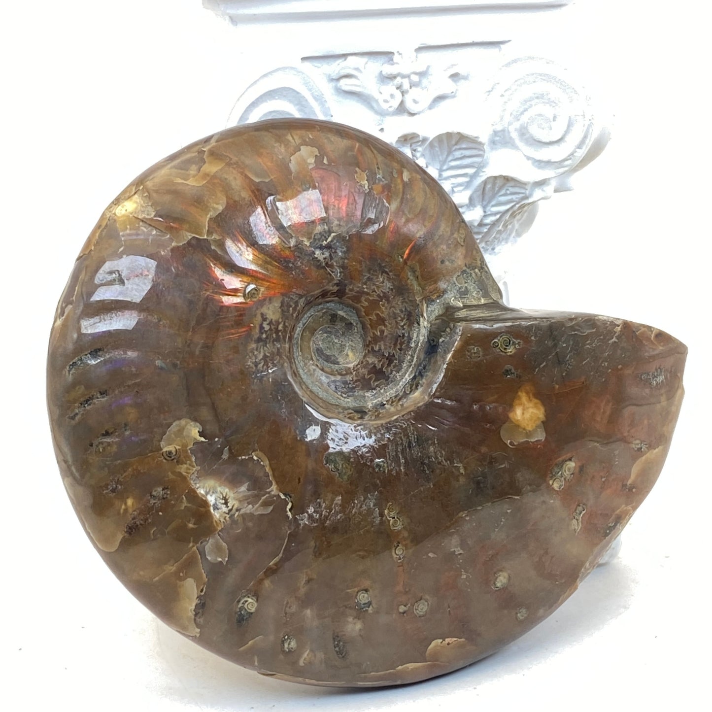 Ammonite Specimen #2