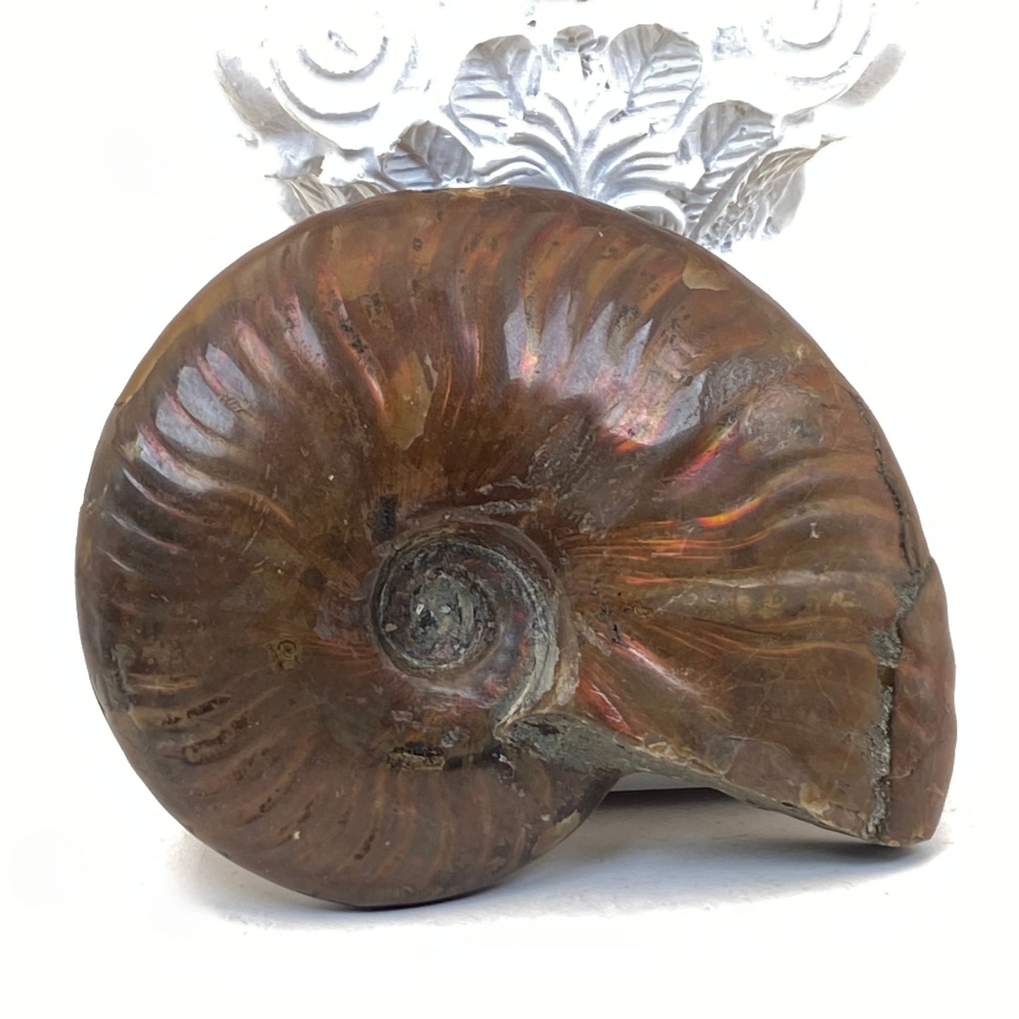 Ammonite Specimen #1