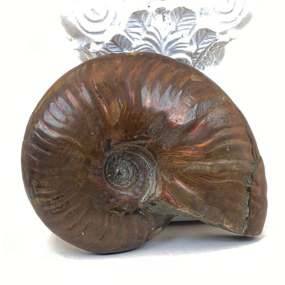 Ammonite Specimen #1