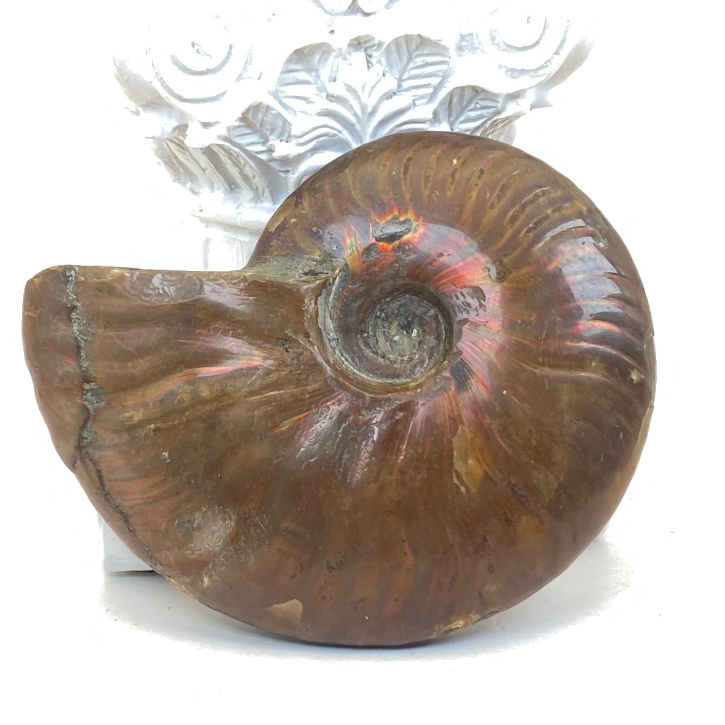 Ammonite Specimen #1