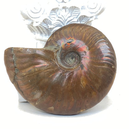 Ammonite Specimen #1