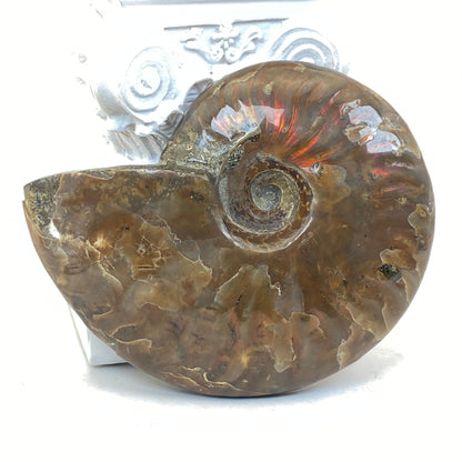 Ammonite Specimen #2