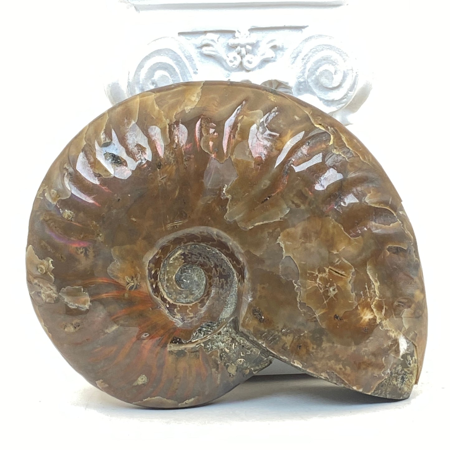 Ammonite Specimen #2