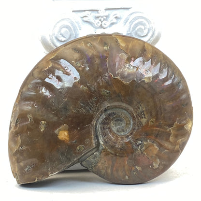 Ammonite Specimen #2